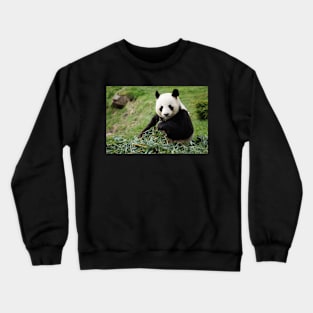 Bamboo Panda Crewneck Sweatshirt